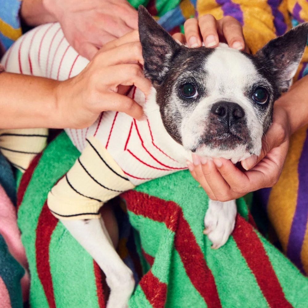 Little beast Dog Striped Ribbed Sweater